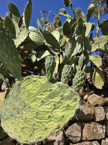 Indian fig opuntia