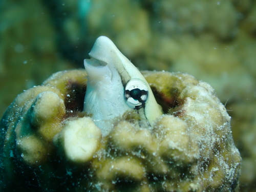Aspidontus taeniatus observed 2026-08-15