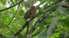 Cebuella pygmaea