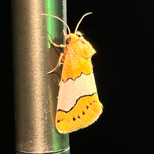 Sunny Whiteband