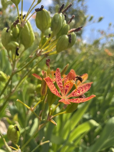 Blackberry Lily