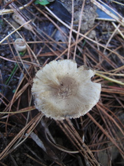 Inocybe sindonia