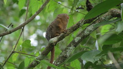Cebuella pygmaea