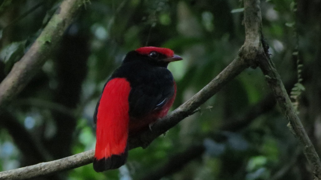 Black-Necked Red-Cotinga