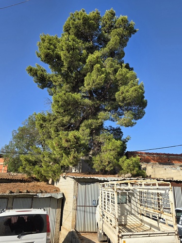 Aleppo pine