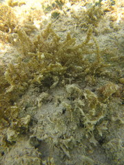 Acanthophora spicifera
