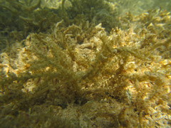Acanthophora spicifera