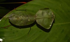 Choeradodis strumaria