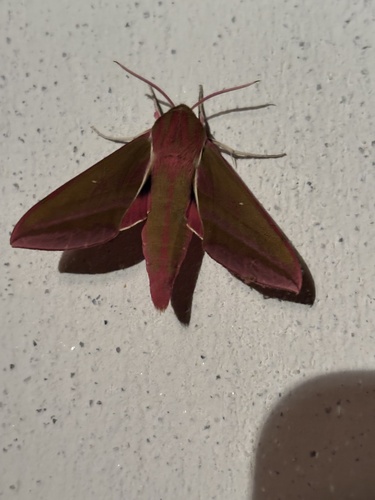 Elephant Hawkmoth
