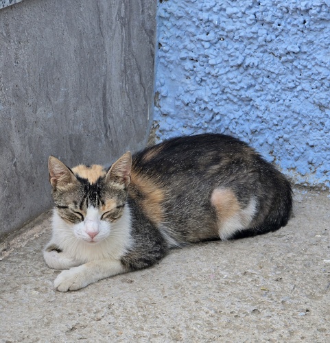 Domestic Cat