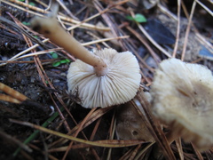 Inocybe sindonia