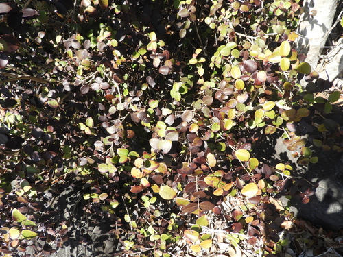 Eugenia reinwardtiana observed 2026-08-12