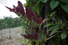 Columnea spathulata