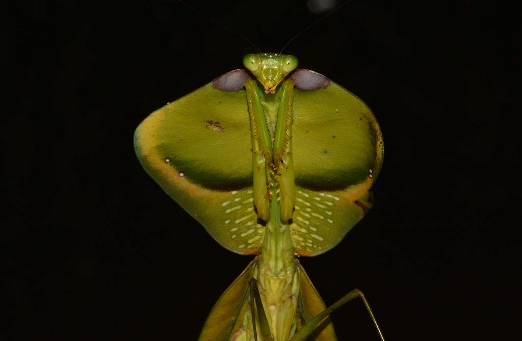 Choeradodis strumaria
