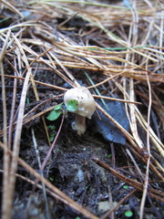 Inocybe sindonia