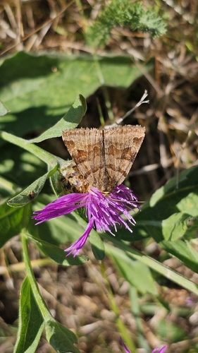 Burnet Companion