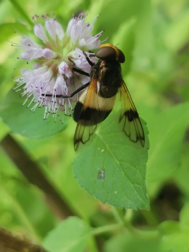 Gemeine Waldschwebfliege