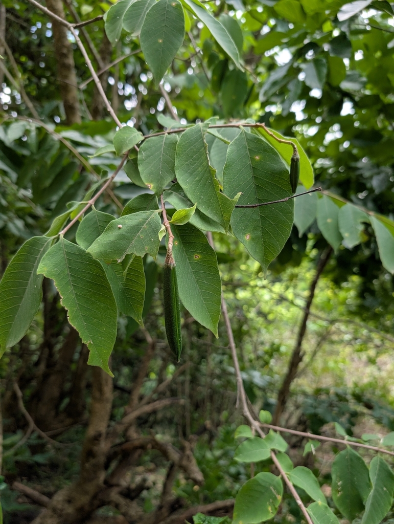 Mức lông mềm – Wrightia arborea