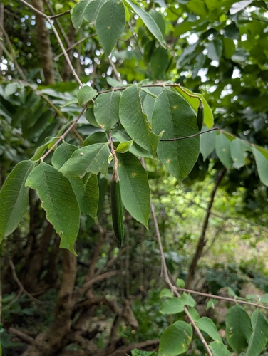 Wrightia arborea