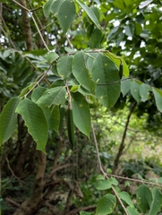 Wrightia arborea