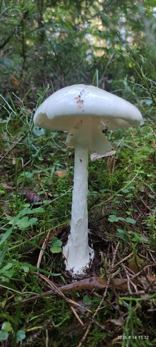 European Destroying Angel