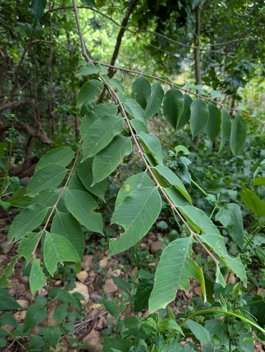 Wrightia arborea, photograph 2