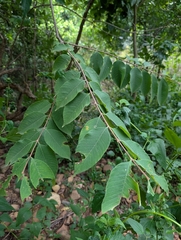 Wrightia arborea, photograph (c) Ravuri Krishna Chaitanya, some rights reserved (CC BY)