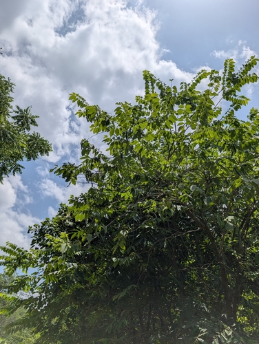 Wrightia arborea, photograph 3