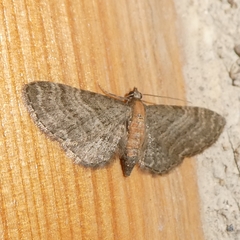 Eupithecia haworthiata