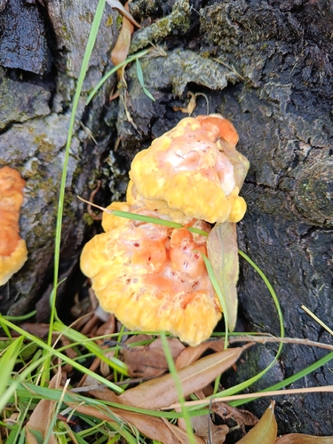 chicken of the woods