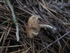 Inocybe sindonia