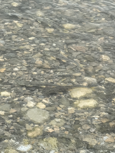 Przewalskii's Naked Carp