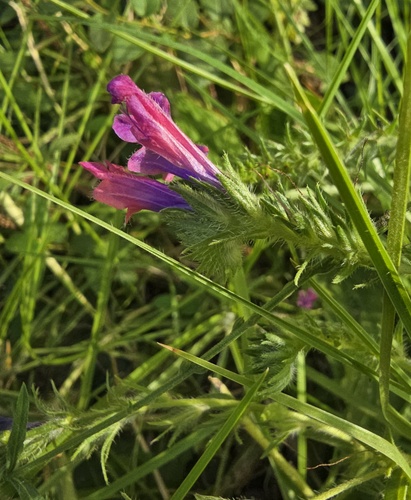 purple viper's-bugloss