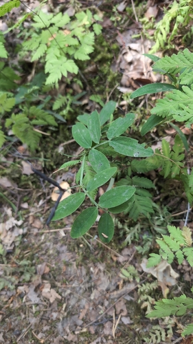 Lathyrus linifolius, photograph 6