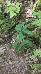 Lathyrus linifolius, photograph author not stated, no rights reserved