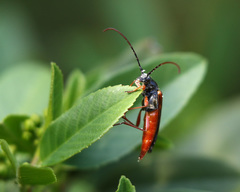 Neobellamira delicata