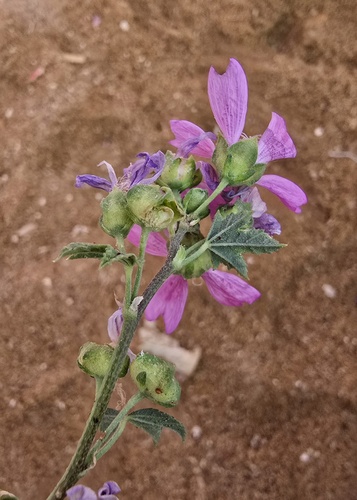 Common Mallow
