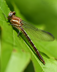 Phanogomphus lividus