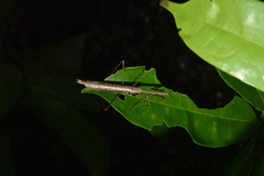 Macromusonia major