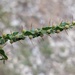 Acacia paradoxa