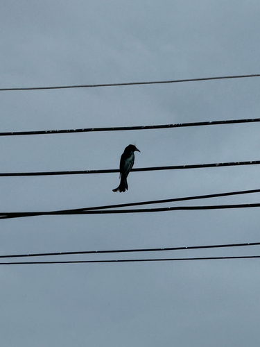 Hair-crested Drongo