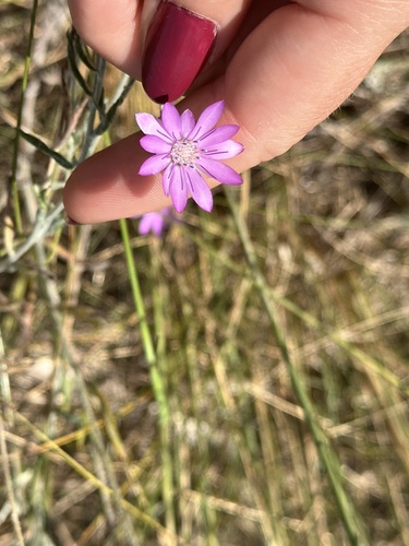 Immortelle