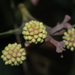Acacia melanoxylon