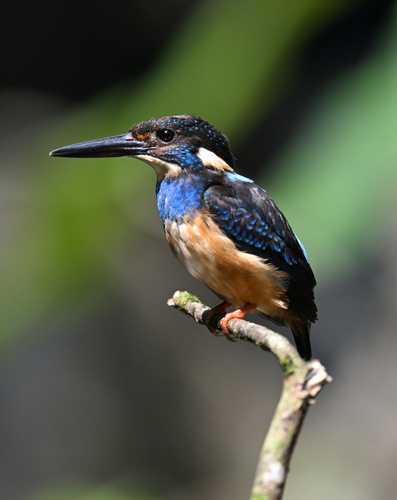 Javan Blue-banded Kingfisher
