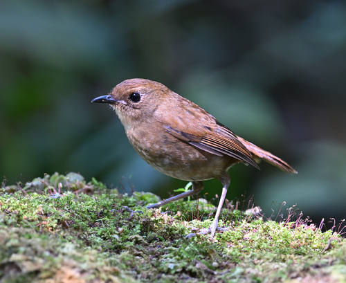 Lesser Shortwing