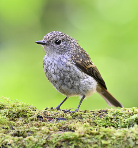 Little Pied Flycatcher