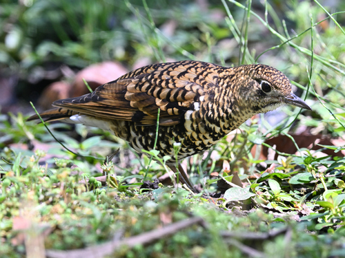 Horsfield's Thrush