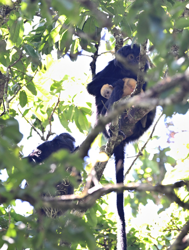 Javan Lutung