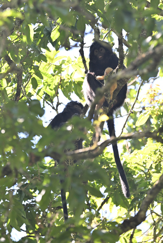 Javan Lutung