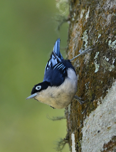 Blue Nuthatch